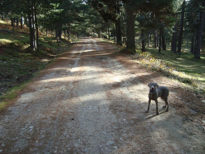 sendero del Pinar de Navarredonda con perro